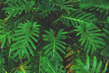 Wall green palm leaves. Leaves background or texture. Palm background.