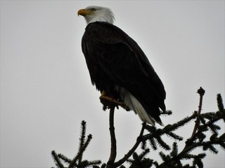 Bald Eagles in Alaska 