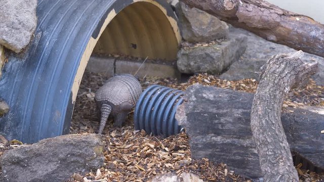 Armadillo roams around in it's enclosure at a wildlife park foraging for it's food