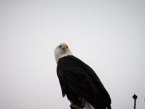Bald Eagles in Alaska 