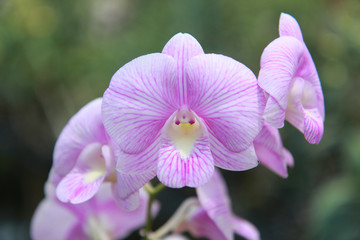 Orchid Farm.Many flowering orchids are reaching the flowering season.On the farm there are ferns and moss.