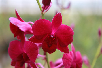Orchid Farm.Many flowering orchids are reaching the flowering season.On the farm there are ferns and moss.
