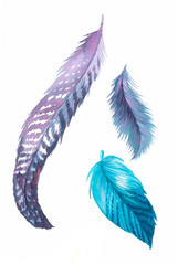 Watercolor painted beautiful feathers