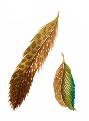 Transformation of beautiful feathers and leaves