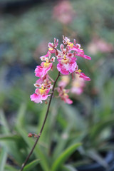 Orchid Farm.Many flowering orchids are reaching the flowering season.On the farm there are ferns and moss.