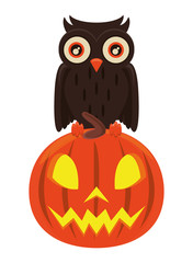 halloween pumpkin with owl bird