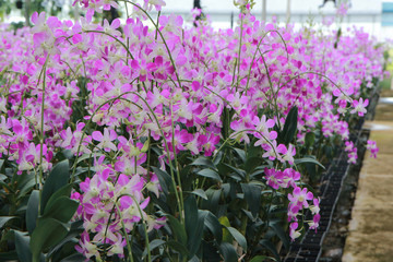 Orchid Farm.Many flowering orchids are reaching the flowering season.On the farm there are ferns and moss.