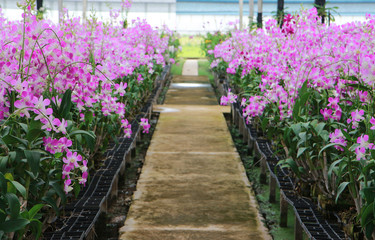 Orchid Farm.Many flowering orchids are reaching the flowering season.On the farm there are ferns and moss.