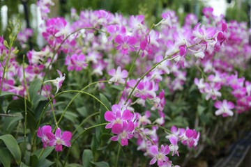 Orchid Farm.Many flowering orchids are reaching the flowering season.On the farm there are ferns and moss.