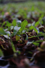 Orchid Farm.Many flowering orchids are reaching the flowering season.On the farm there are ferns and moss.