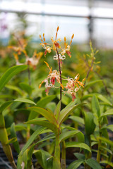 Orchid Farm.Many flowering orchids are reaching the flowering season.On the farm there are ferns and moss.
