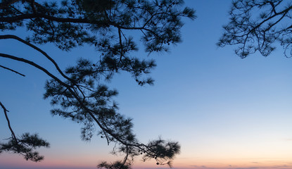 Silhouette pine tree and blue sky background