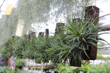 tillandsia funckiana is a tree that resembles a pineapple. When the flowers are purple. Do not use soil for planting but use the air. And expand by sprouting.
