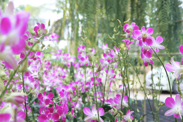 Orchid Farm.Many flowering orchids are reaching the flowering season.On the farm there are ferns and moss.