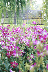 Orchid Farm.Many flowering orchids are reaching the flowering season.On the farm there are ferns and moss.