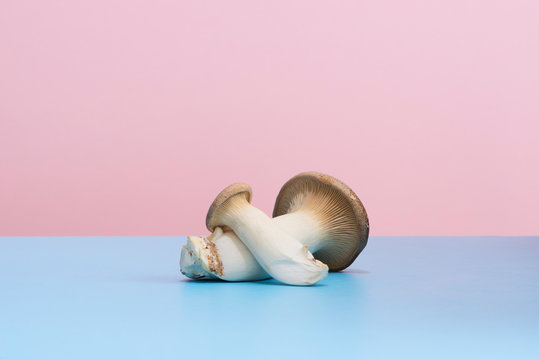 Fresh Raw Edible Mushroom Still Life on Blue an Pink Background
