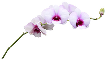 Naklejka na ściany i meble Bouquet of various colors, orchids isolated on white background. With clipping path.