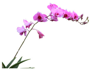 Obraz na płótnie Canvas Bouquet of various colors, orchids isolated on white background. With clipping path.