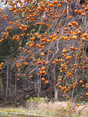 Persimmon fruit on tree in Japan autumn.