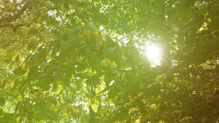 A warm toned view of sunlight shining through a forest canopy.