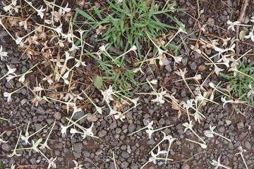 anthill in forest