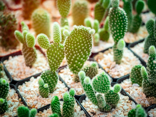 Cactus breeding. Cactus in plastic pot in cactus farm shop.