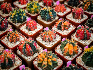 Cactus breeding. Cactus in plastic pot in cactus farm shop.