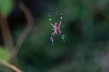 Araña posada en su tela de araña sobre un arbol.