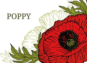 Card, template, banner hand drawing of leaves flowers of red poppy. Color red green graphics, vector illustration.