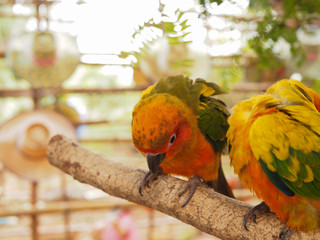 Colourful parrot birds