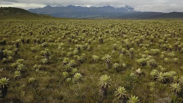 Paramo de Purac&eacute; en Cauca_Colombia miles de frailejones