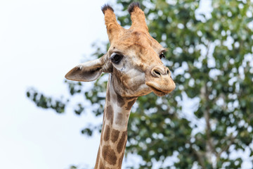 Fototapeta premium The giraffe in the zoo