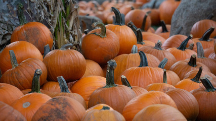 pumpkins for sale at farmers market