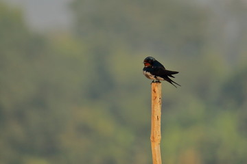 a barn swallow (hirundo rustica) is resting at chupir char or chupi lake-side area in purbasthali...