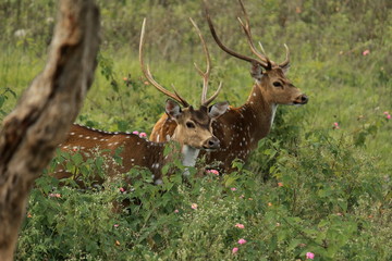 chital, cheetal, spotted deer, chital deer or axis deer, (axis axis) in bandipur national park...