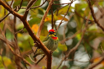 a coppersmith barbet or crimson-breasted barbet or psilopogon haemacephalus is sitting on a branch in chintamani kar bird sanctuary in kolkata in west bengal in india