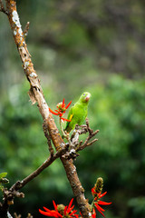 ave, papagaio, animais, natureza, fauna, colorido, verde, vermelho, inóspito, bico, galho, tropical, pena, pena, árvore, bela, exótica, amarelo, animal de estimação, cor, ásia, arara