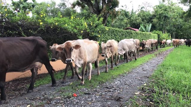 Static shot of a line of skinny cows walking by