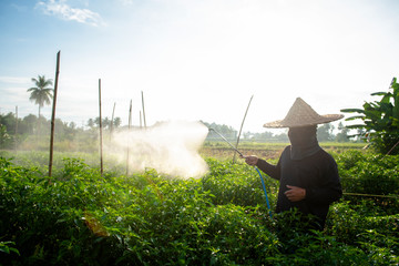 Farmers sprayed pepper plants to protect them with nasty chemicals or nasty animals with manual...