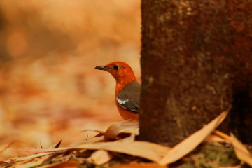 a orange-headed thrsh or geokichla citrina at chintamani kar bird sanctuary in kolkata in west...