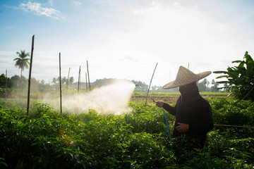 Farmers sprayed pepper plants to protect them with nasty chemicals or nasty animals with manual sprayers in their gardens in Asia.