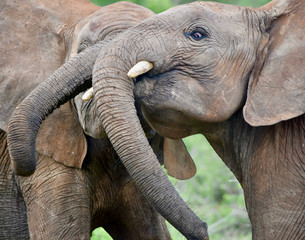 Two young bull elephants play fighting.  Close-up