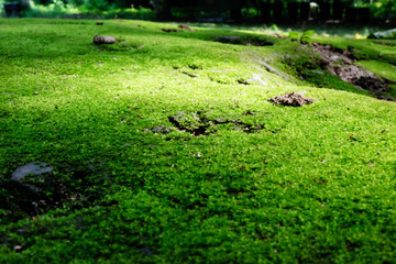 Natural moss on the ground