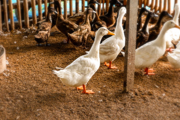 goose on farm