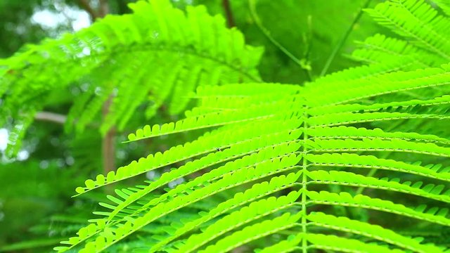 Climbing Wattle, Acacia or Cha-om is vegetable can use young top leaves to ingredient for thai food