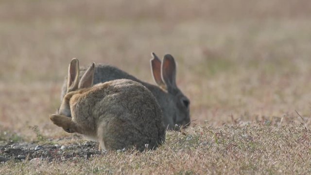 4K Close-Up of Rabbits on the Prairie at Dusk