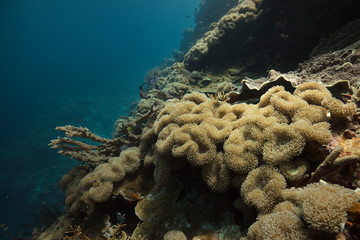 Fototapeta na wymiar Beautiful soft corals. Amazing underwater world of Maratua Island in East Kalimantan, the Sulwaesi Sea.