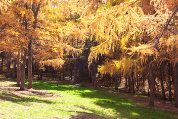 Autumn forest. Beautiful trees of lilacs. Bright natural colors. Natural landscape of autumn.
