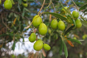 Olives on olive tree branch