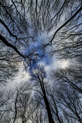Abstract tree branches profiled on stormy sky, in early spring